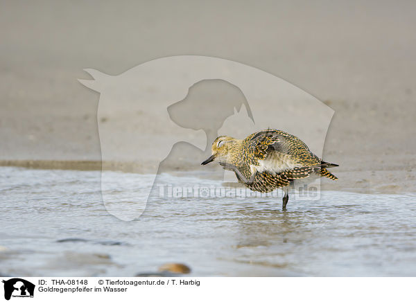 Goldregenpfeifer im Wasser / Golden Plover in the water / THA-08148
