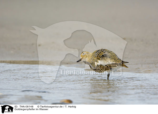 Goldregenpfeifer im Wasser / THA-08148