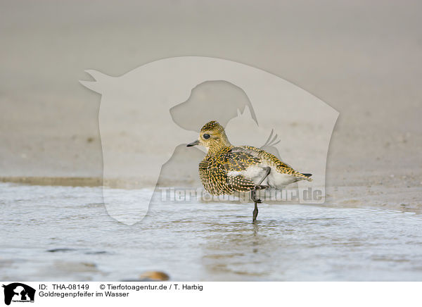 Goldregenpfeifer im Wasser / Golden Plover in the water / THA-08149