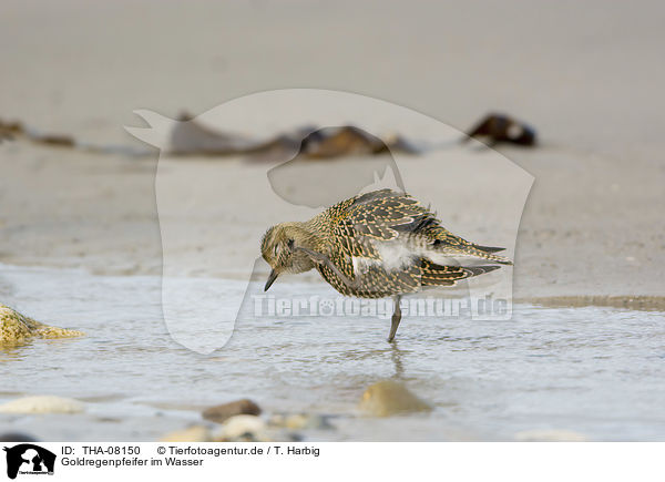 Goldregenpfeifer im Wasser / Golden Plover in the water / THA-08150