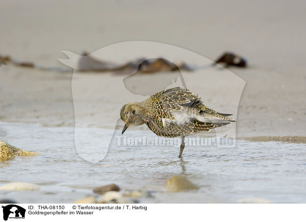 Goldregenpfeifer im Wasser / THA-08150