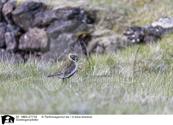 Goldregenpfeifer / Eurasian golden plover / MBS-27738