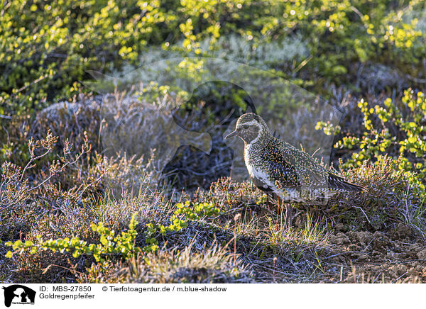 Goldregenpfeifer / Eurasian golden plover / MBS-27850