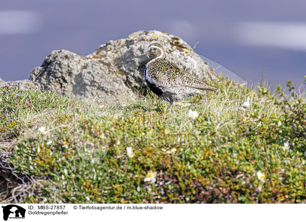 Goldregenpfeifer / Eurasian golden plover / MBS-27857