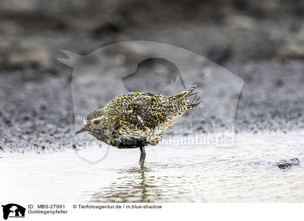 Goldregenpfeifer / Eurasian golden plover / MBS-27991