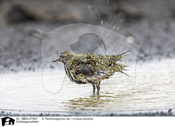 Goldregenpfeifer / Eurasian golden plover / MBS-27997