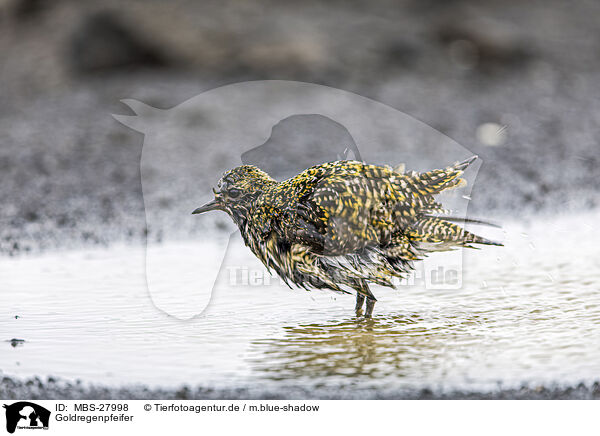Goldregenpfeifer / Eurasian golden plover / MBS-27998
