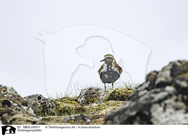 Goldregenpfeifer / Eurasian golden plover / MBS-28001