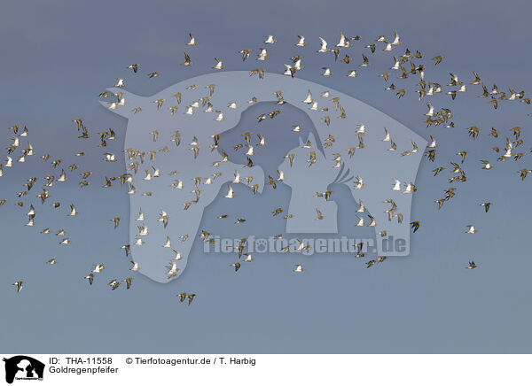 Goldregenpfeifer / golden plover / THA-11558