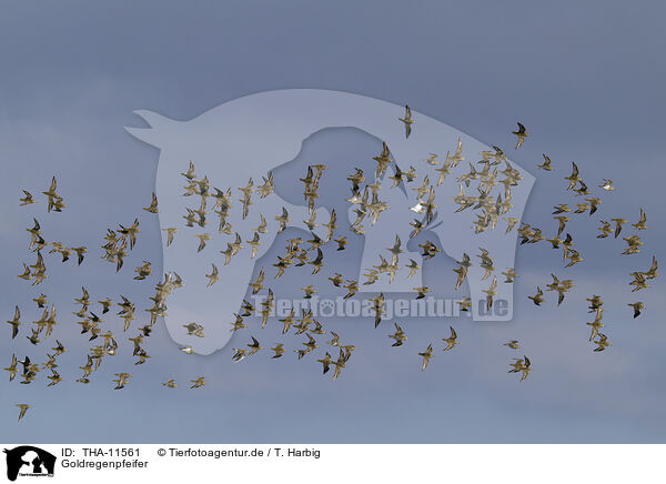 Goldregenpfeifer / golden plover / THA-11561