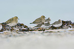 Goldregenpfeifer am Strand