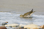 Goldregenpfeifer im Wasser