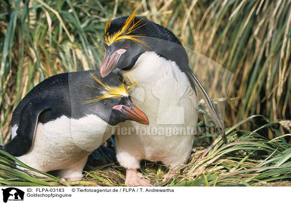 Goldschopfpinguine / Macaroni Penguins / FLPA-03183