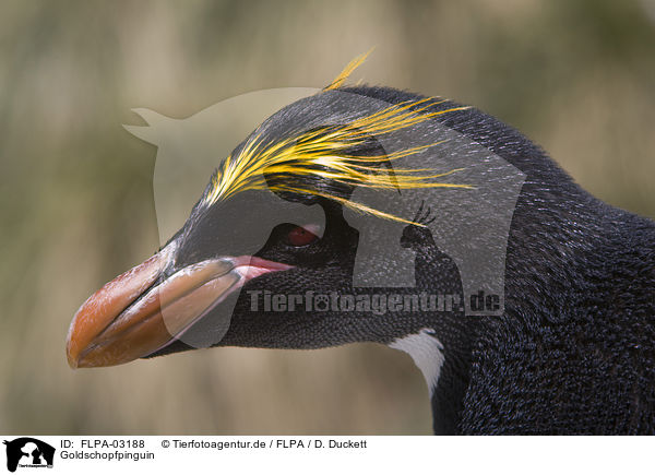 Goldschopfpinguin / Macaroni Penguin / FLPA-03188
