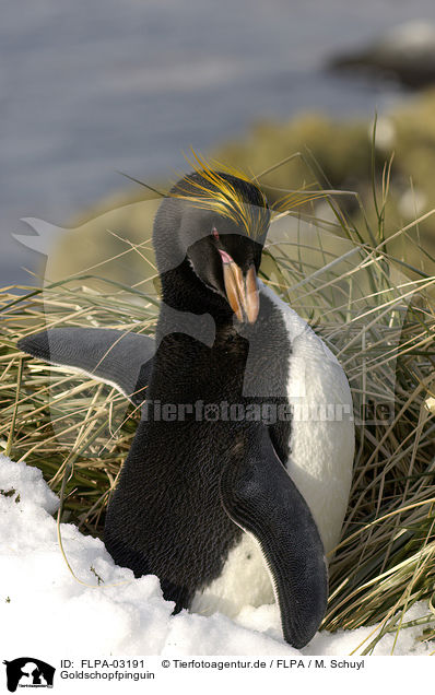 Goldschopfpinguin / Macaroni Penguin / FLPA-03191