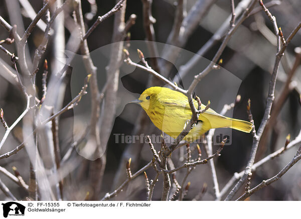 Goldwaldsnger / yellow warbler / FF-15355