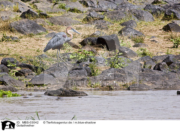 Goliathreiher / MBS-03042
