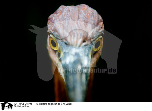Goliathreiher / goliath egret / MAZ-05105