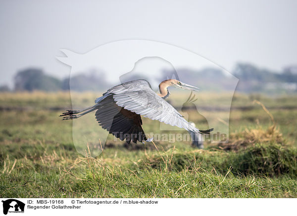 fliegender Goliathreiher / flying Goliath Heron / MBS-19168