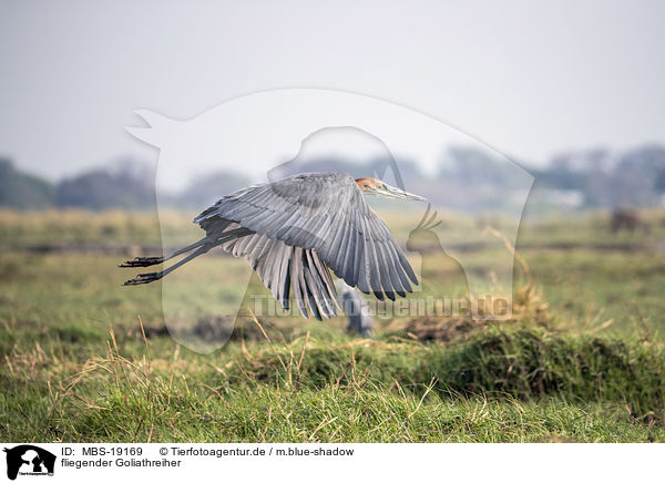 fliegender Goliathreiher / flying Goliath Heron / MBS-19169