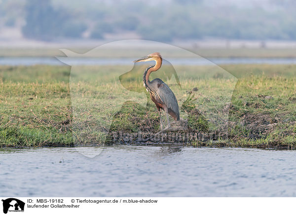 laufender Goliathreiher / walking Goliath Heron / MBS-19182