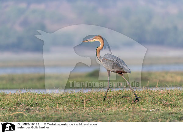 laufender Goliathreiher / walking Goliath Heron / MBS-19183