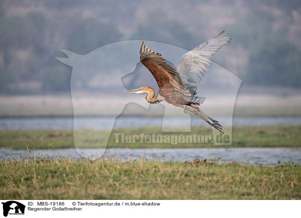 fliegender Goliathreiher / flying Goliath Heron / MBS-19186