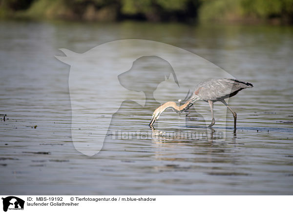 laufender Goliathreiher / MBS-19192