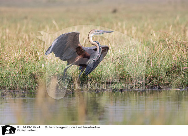 Goliathreiher / Goliath Heron / MBS-19224