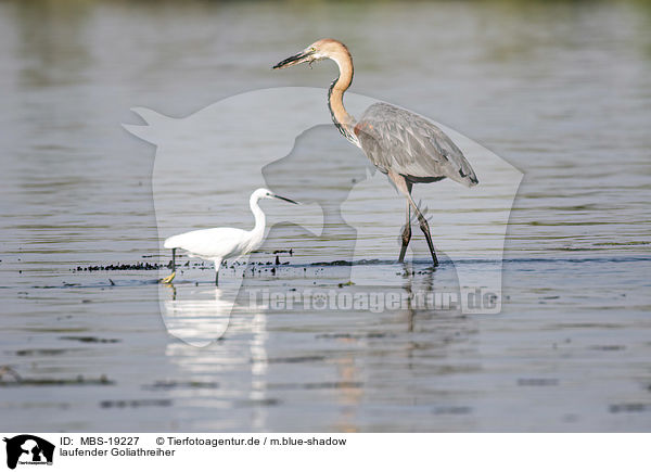 laufender Goliathreiher / MBS-19227