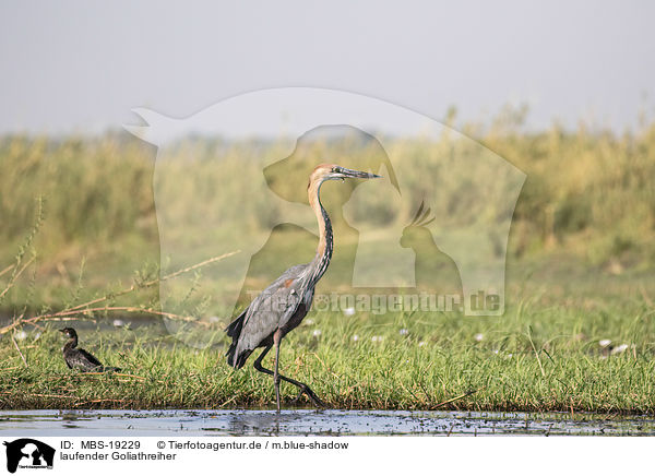 laufender Goliathreiher / walking Goliath Heron / MBS-19229