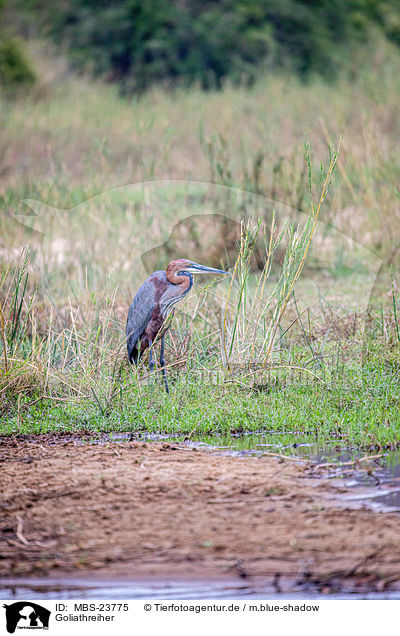 Goliathreiher / goliath egret / MBS-23775