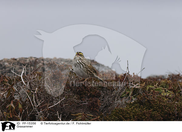 Grasammer / Aleutian sandwich sparrow / FF-15356
