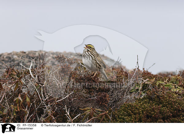 Grasammer / Aleutian sandwich sparrow / FF-15358