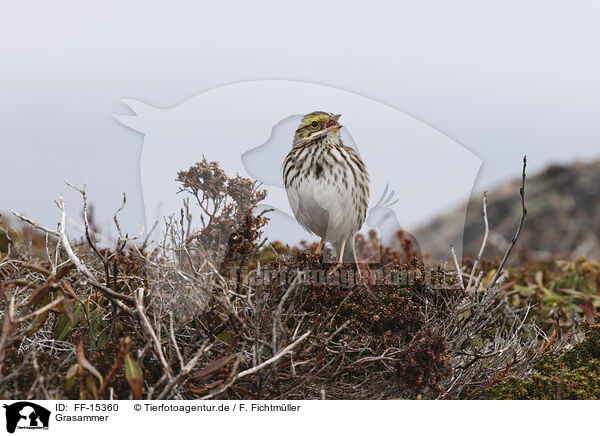 Grasammer / Aleutian sandwich sparrow / FF-15360
