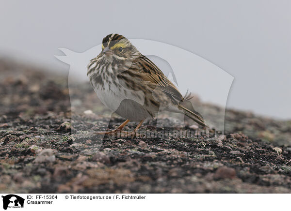 Grasammer / Aleutian sandwich sparrow / FF-15364