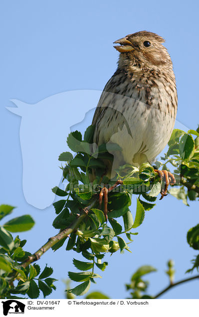 Grauammer / corn bunting / DV-01647