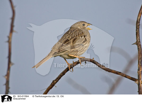 Grauammer / corn bunting / SO-01584