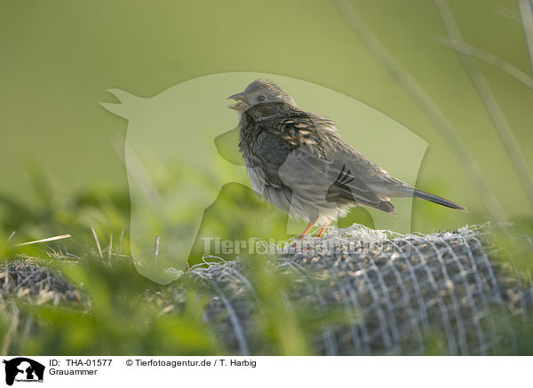 Grauammer / corn bunting / THA-01577