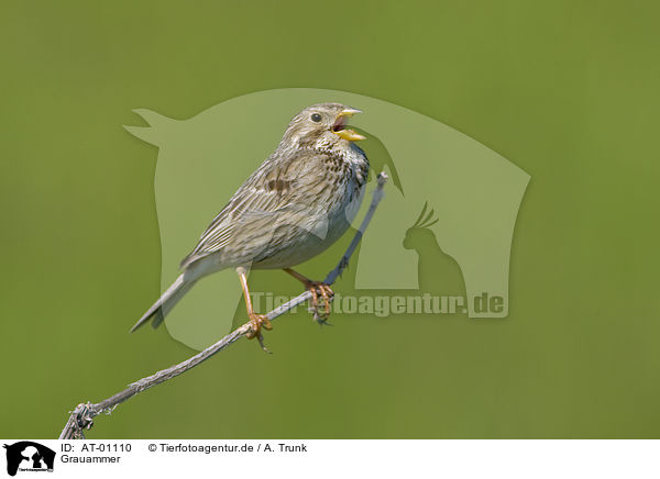 Grauammer / corn bunting / AT-01110
