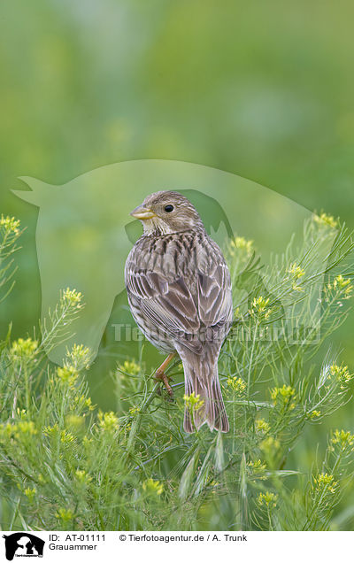 Grauammer / corn bunting / AT-01111