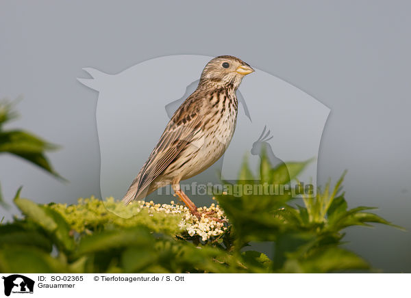 Grauammer / corn bunting / SO-02365