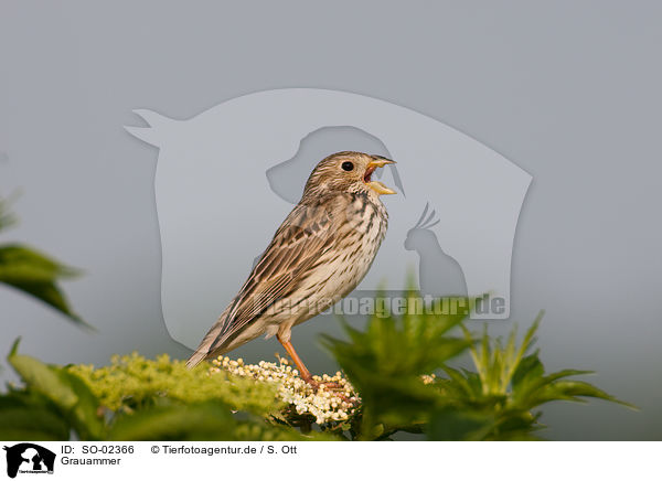 Grauammer / corn bunting / SO-02366