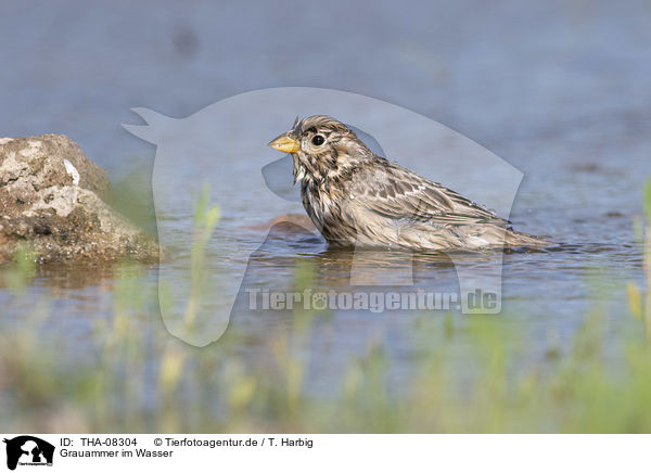 Grauammer im Wasser / Corn Bunting in water / THA-08304