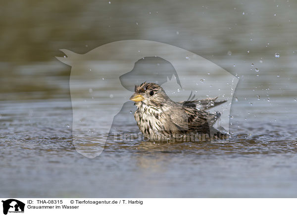 Grauammer im Wasser / Corn Bunting in water / THA-08315