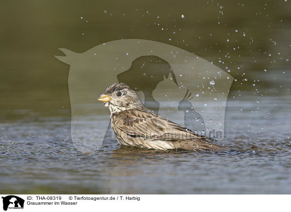 Grauammer im Wasser / Corn Bunting in water / THA-08319