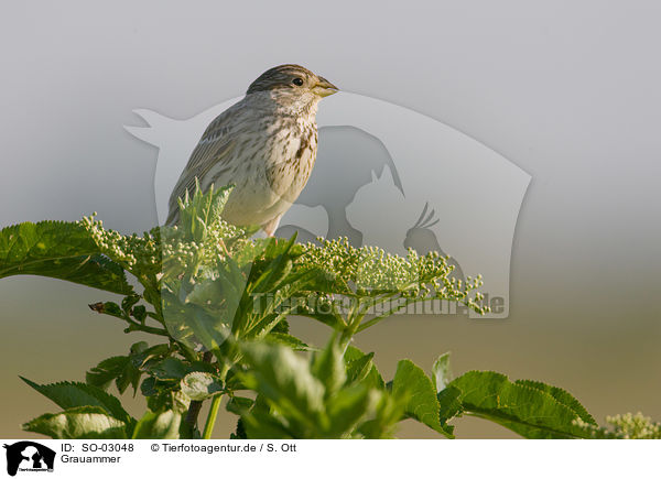 Grauammer / corn bunting / SO-03048