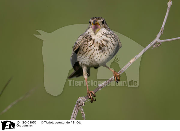 Grauammer / corn bunting / SO-03056