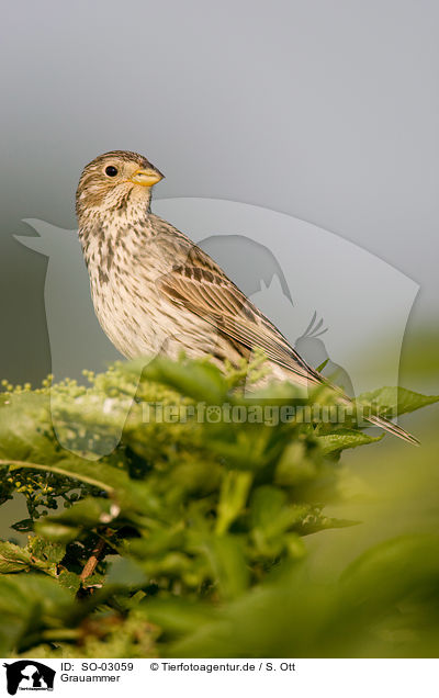 Grauammer / corn bunting / SO-03059