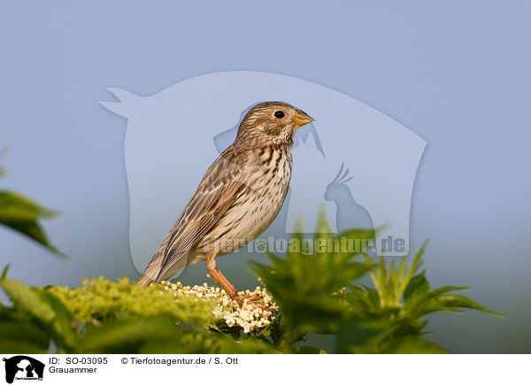 Grauammer / corn bunting / SO-03095